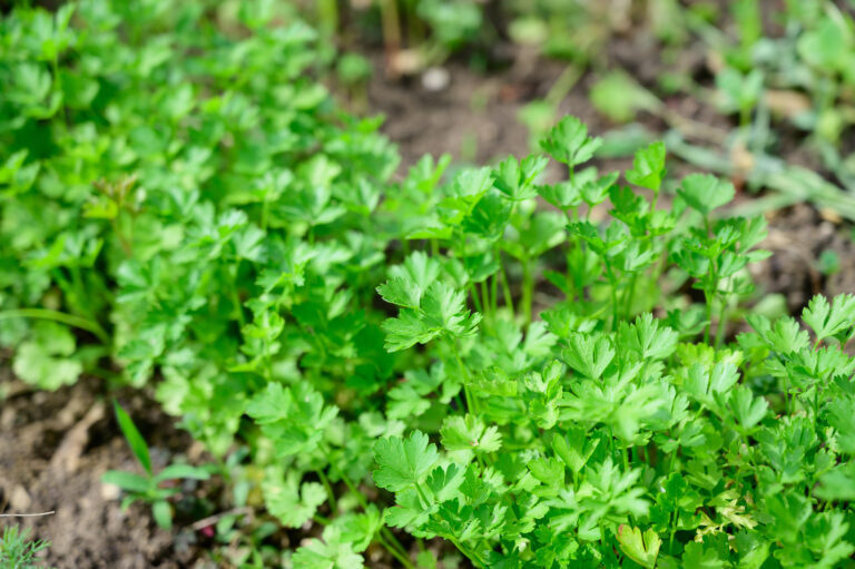 Fresh parsley