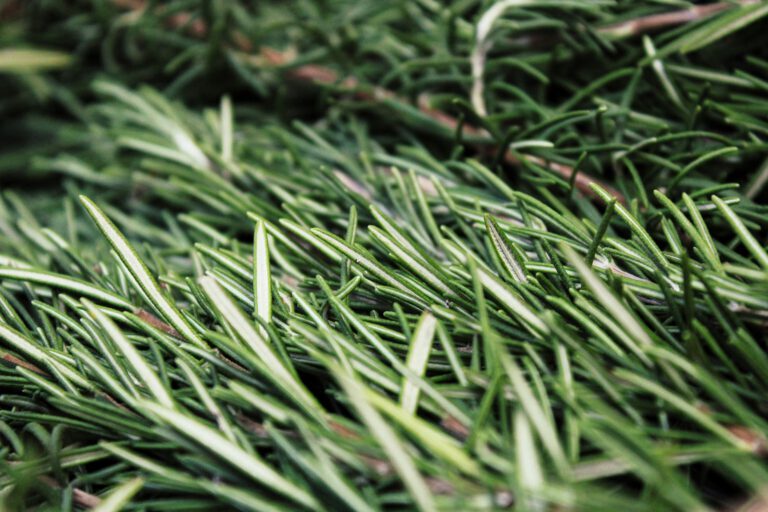 Fresh rosemary