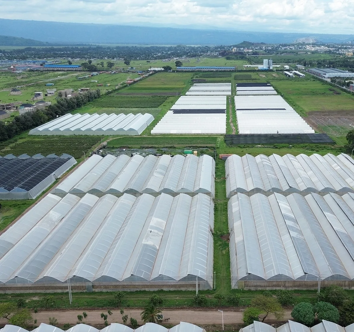 Aerial view of the Green Mark Herbs greenhouse complex near Hawassa, Ethiopia