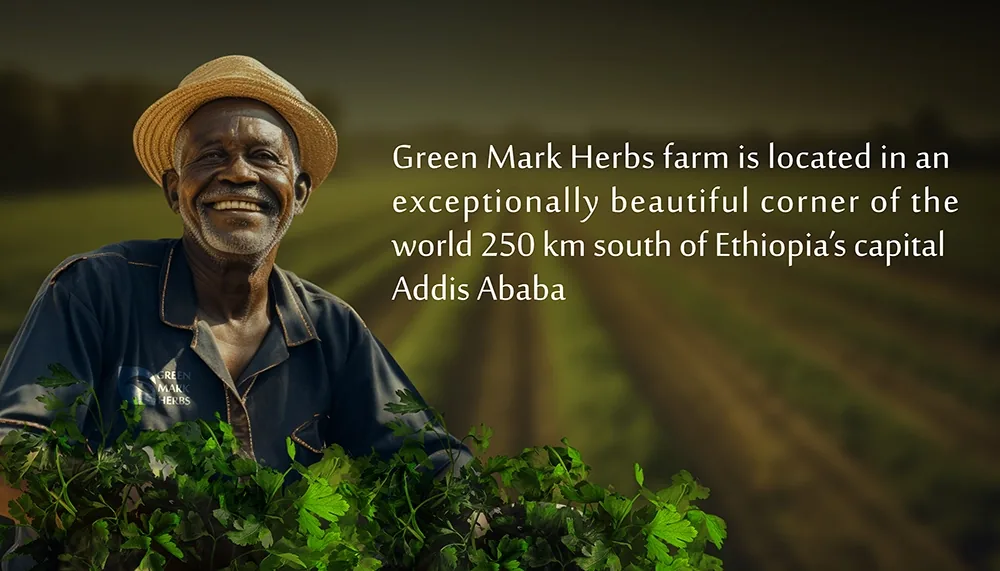 A farmer holding freshly harvested herbs in front of a field