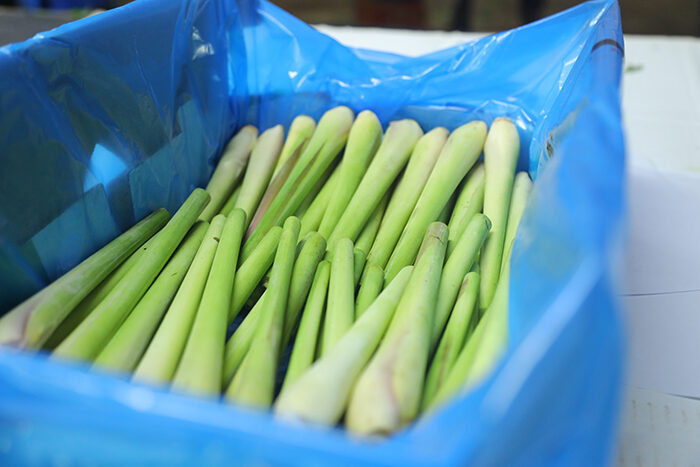 Fresh lemongrass stalks in a lined export carton