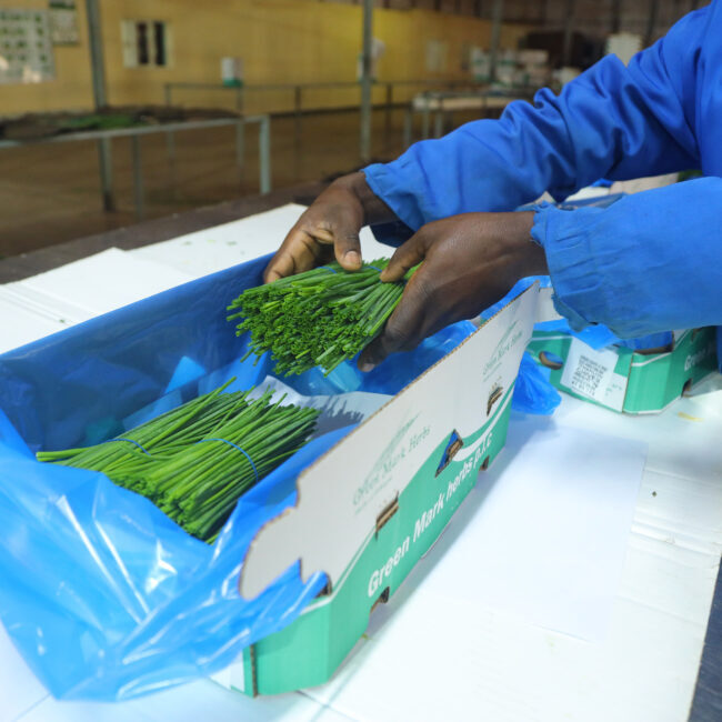 Worker packing fresh chives into a Green Mark Herbs export carton with a blue liner