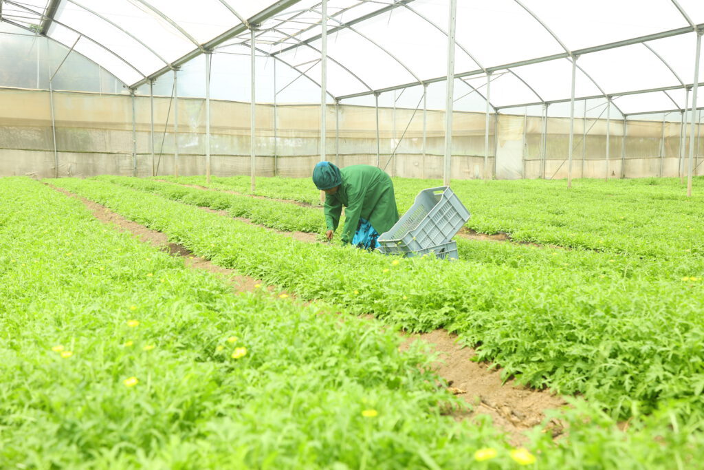 Herb field on the Green Mark Herbs farm near Hawassa, Ethiopia