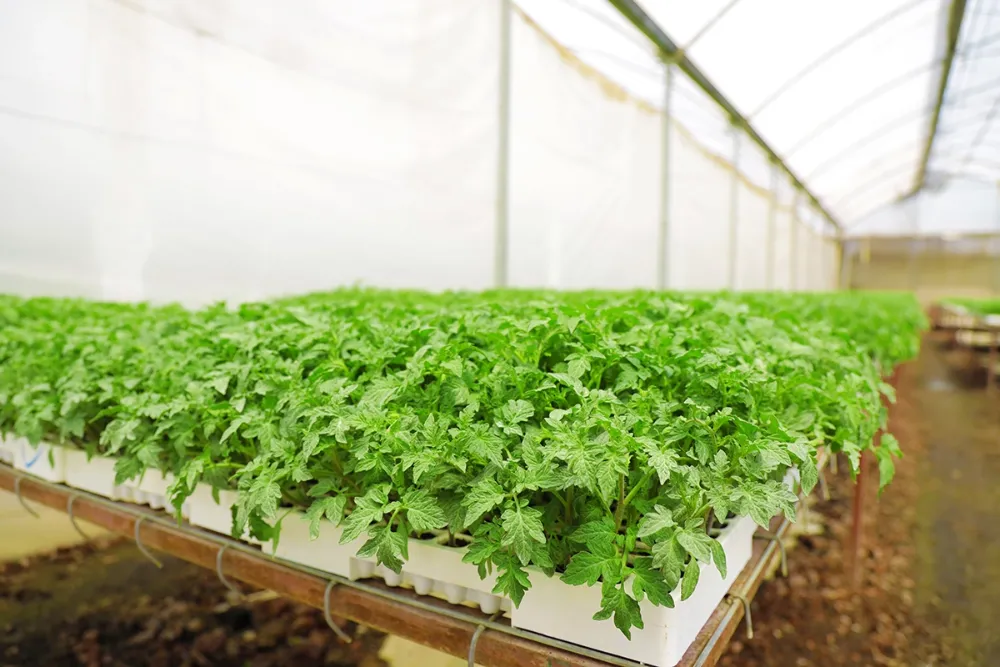 Herb seedlings in trays on a greenhouse bench