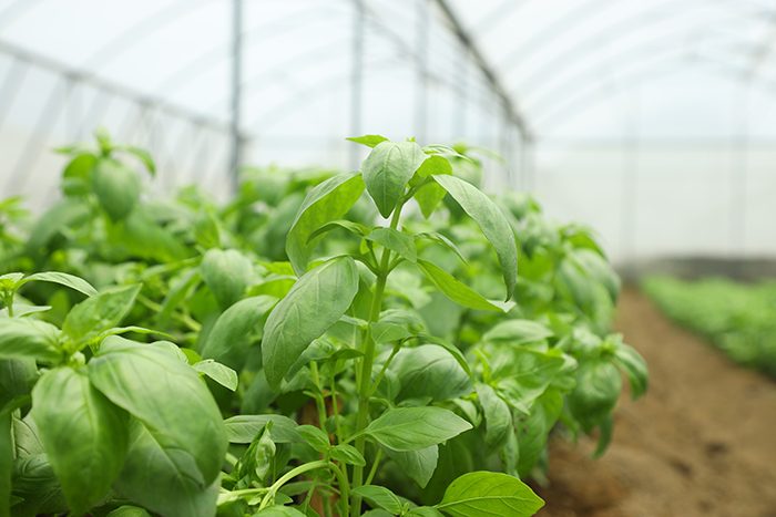 Fresh basil