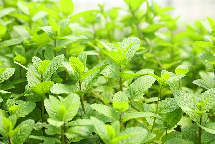 Fresh mint