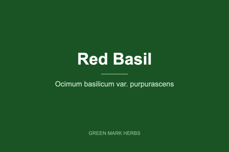 Red basil, Ocimum basilicum var. purpurascens