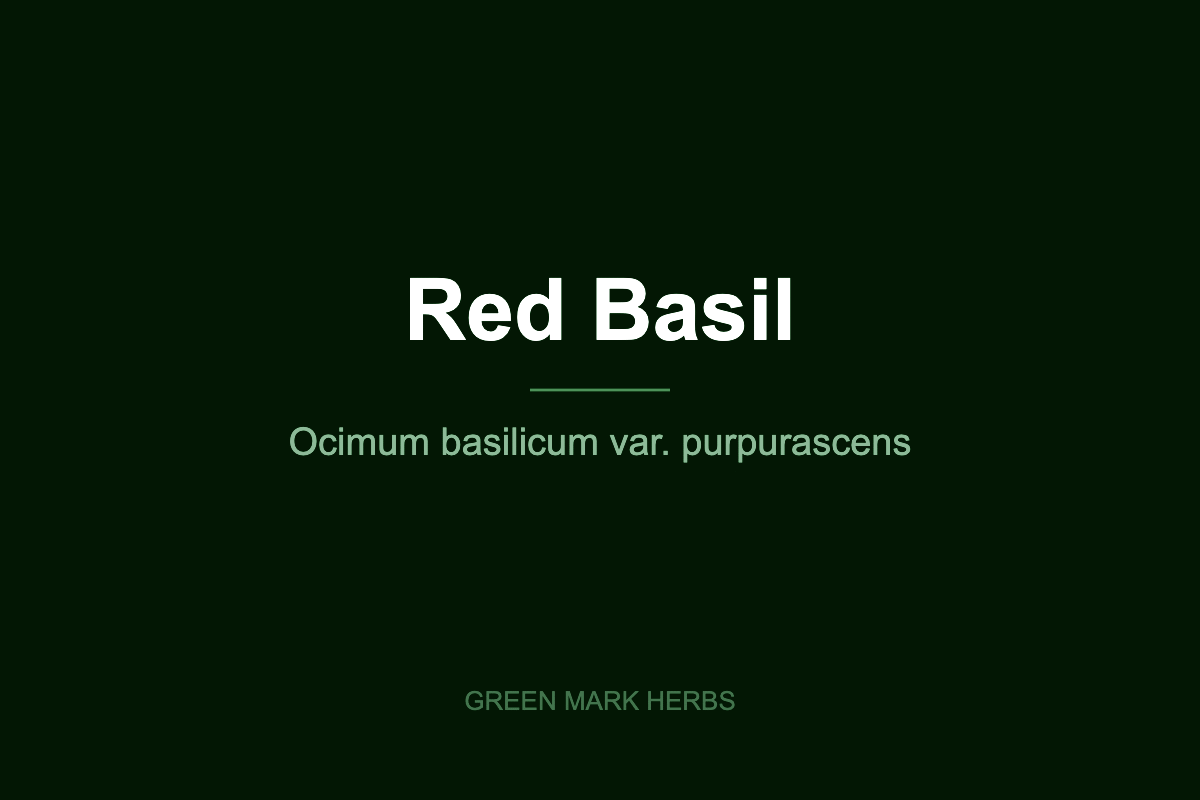 Red basil (Ocimum basilicum var. purpurascens) from Green Mark Herbs