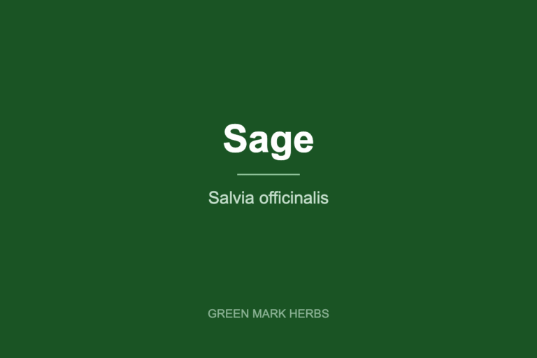 Sage, Salvia officinalis