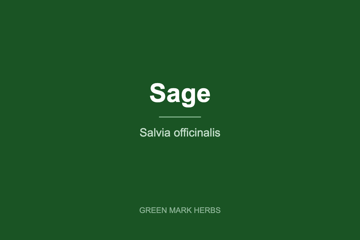Sage (Salvia officinalis) from Green Mark Herbs