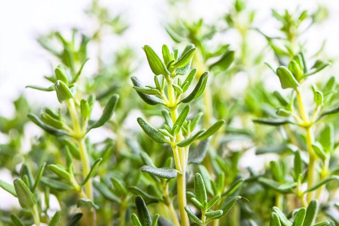 Fresh thyme